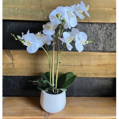 Orkide, kunstig 5-grenet hvid